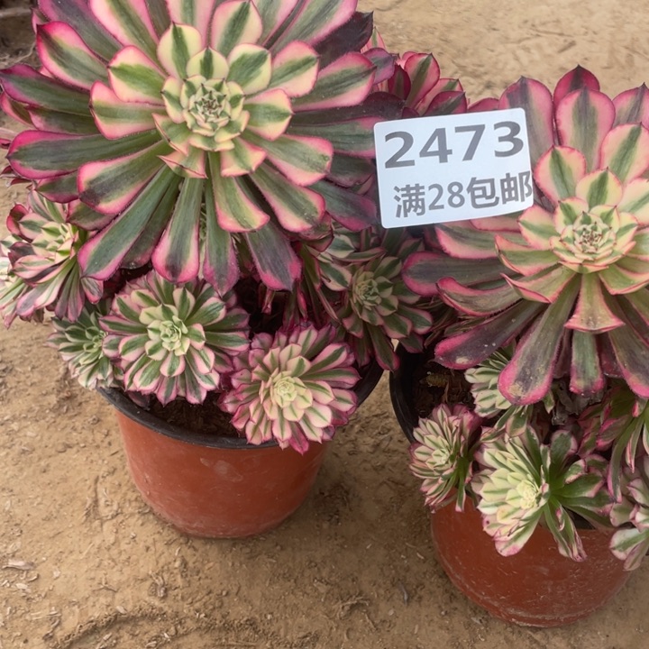 2473两个红铜鼓多肉二号㺱A