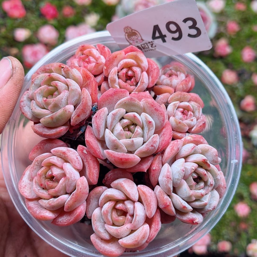 多肉植物多肉植物