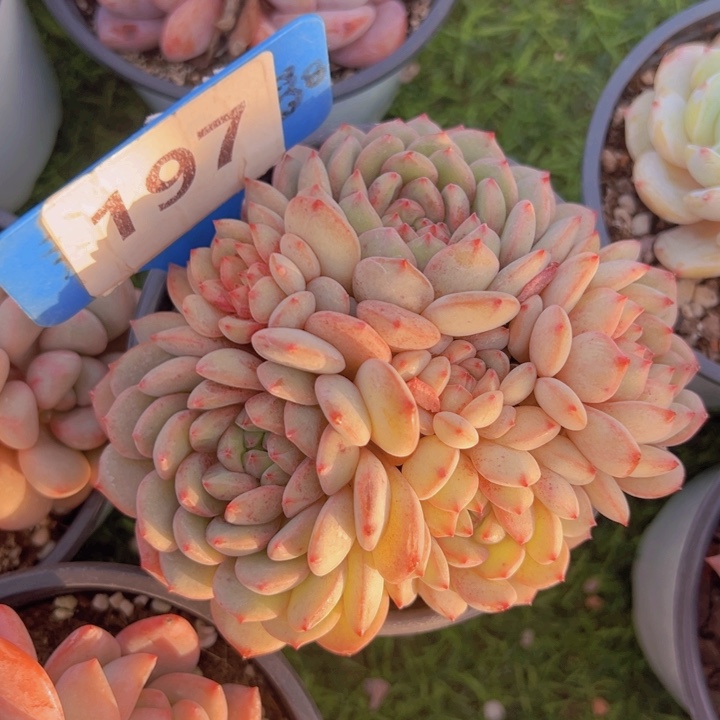 健健康康平平安安