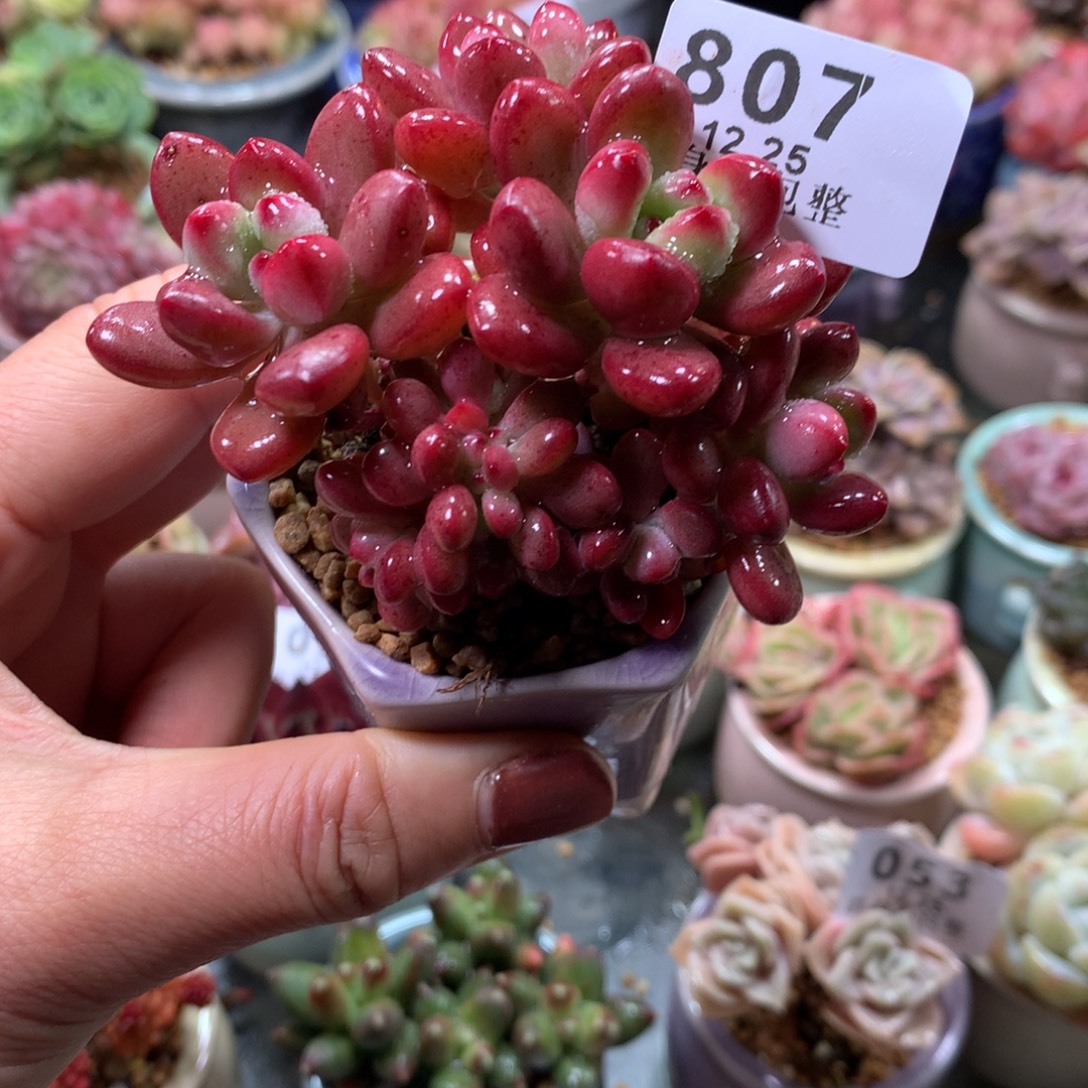 精控拇指盆12.25807