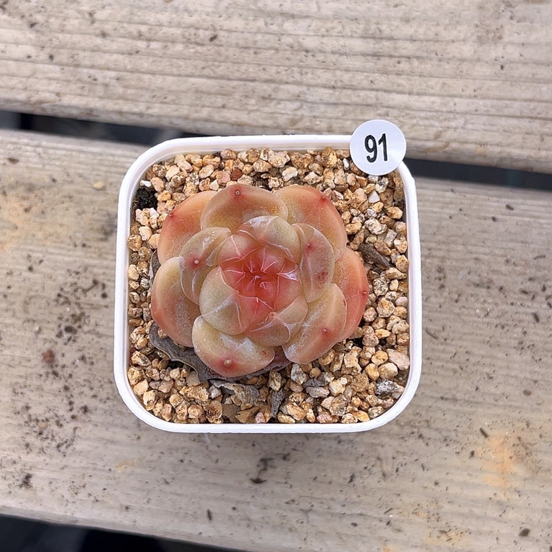 一物一拍孤品大眼91