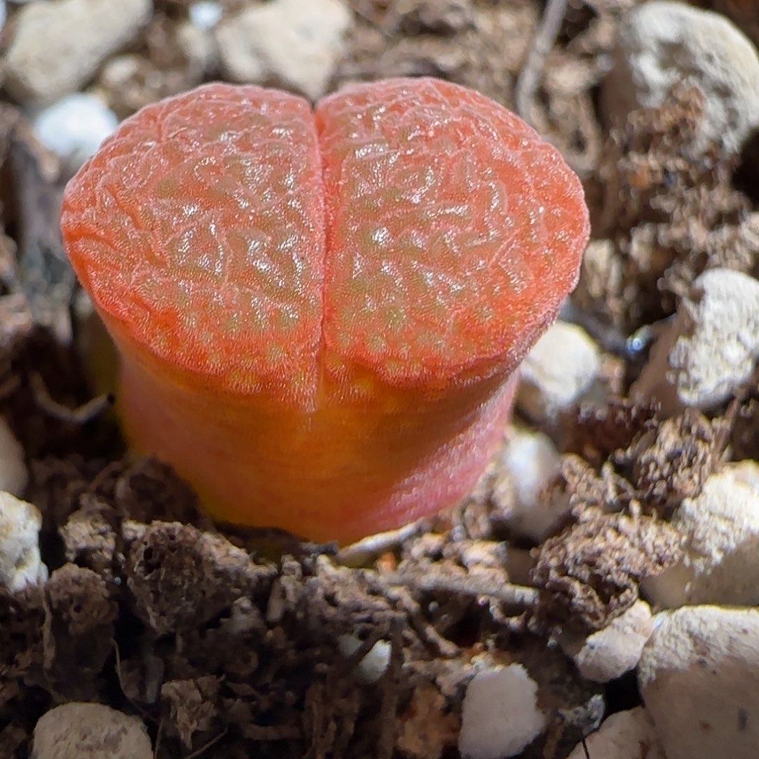 肉锥多肉植物组合-极红矮胖111