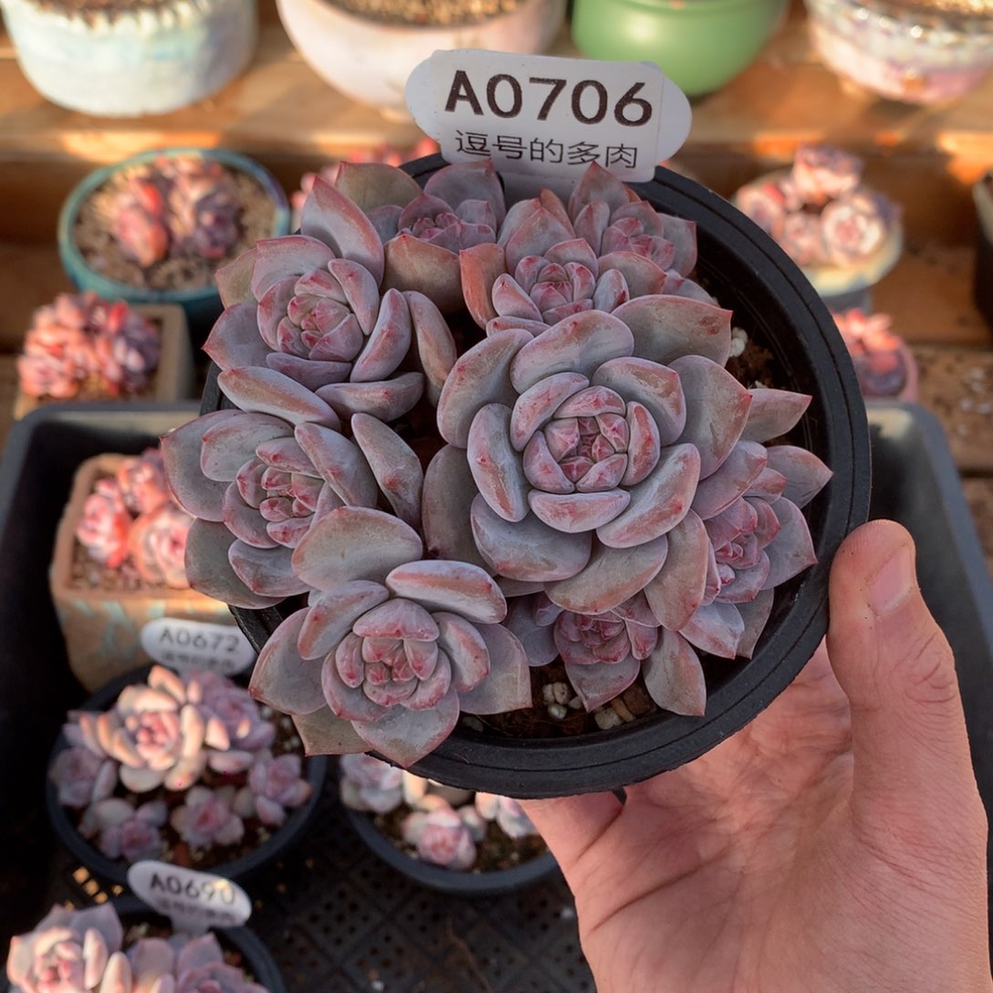 丽***A0706 突尼斯捧花 有砍 11cm