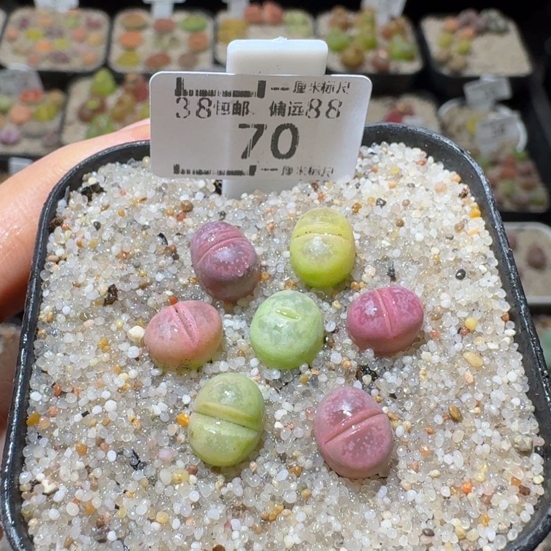 Sss清仓价可便宜了70