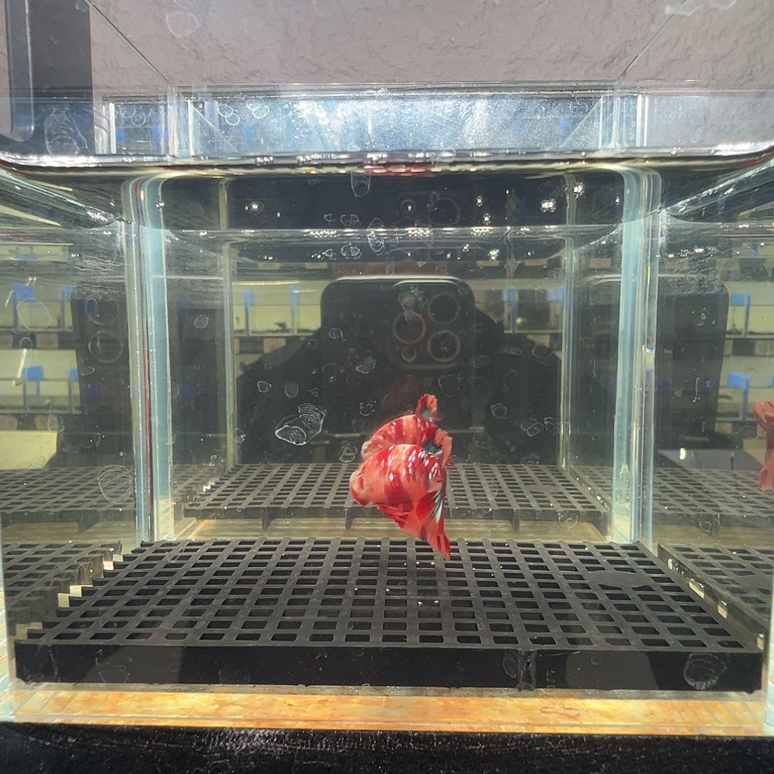 斗鱼阿浩泰斗4日26号