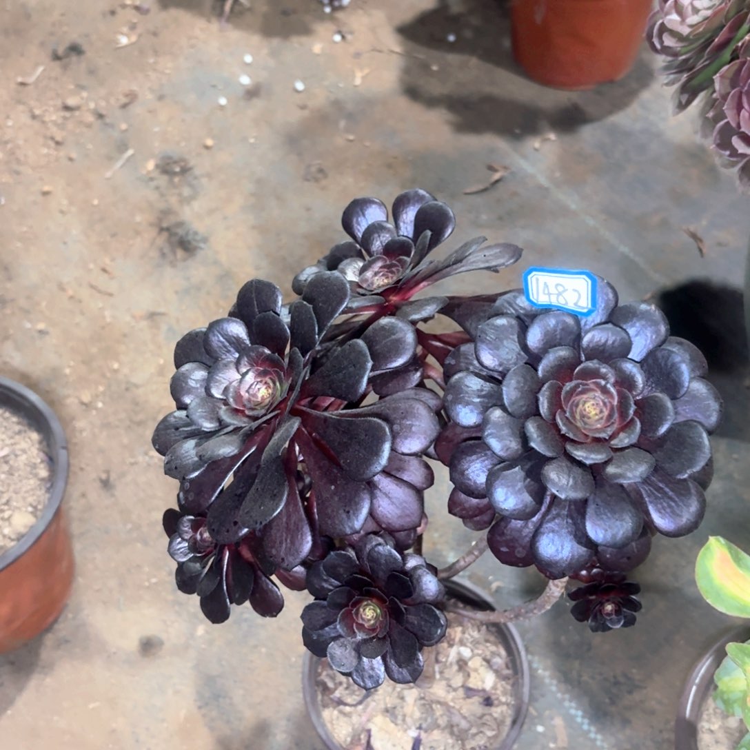 墨铜丛林朵朵1482