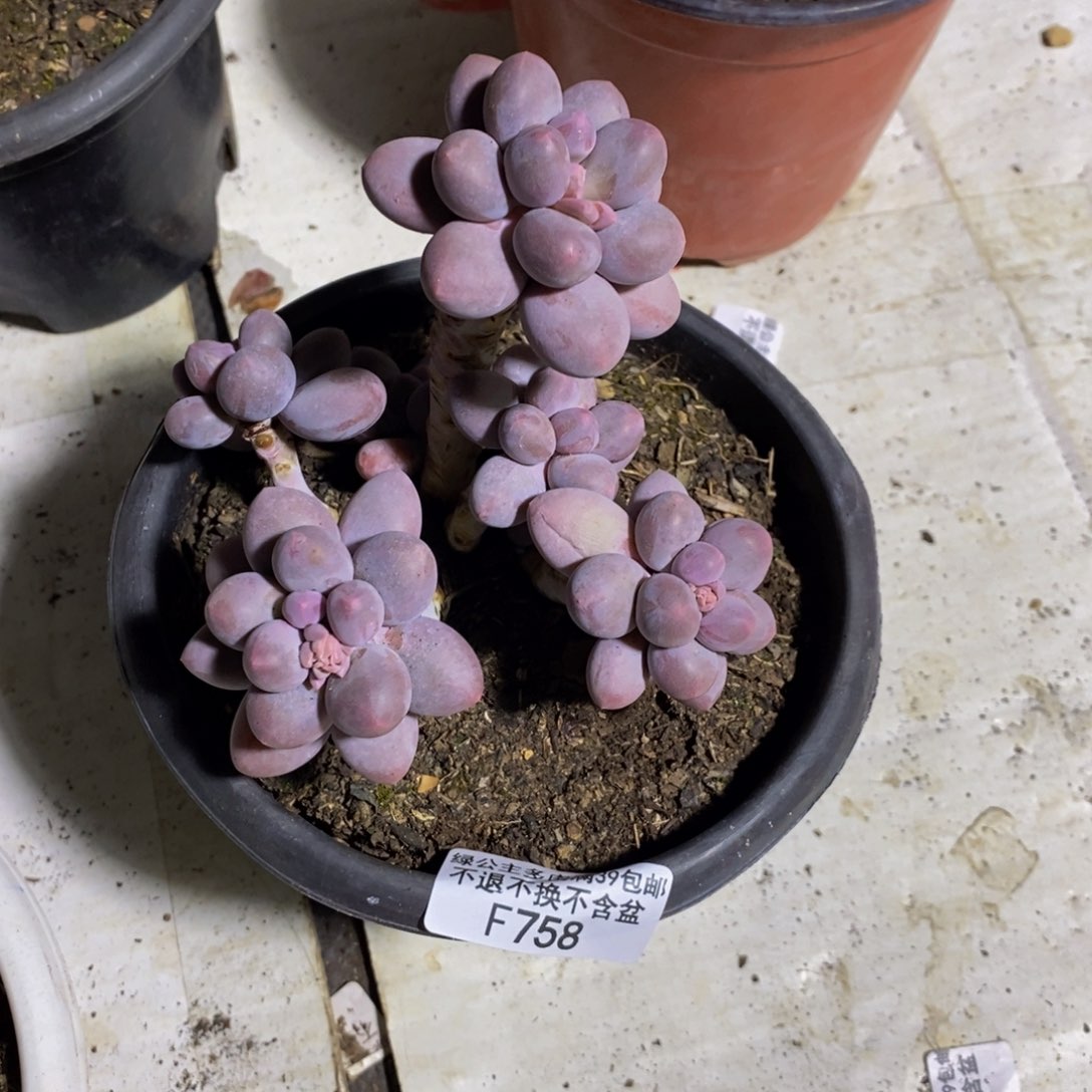 江*.758香水手指奶多肉9cm