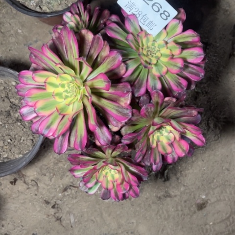 舞天姬多肉多肉5268