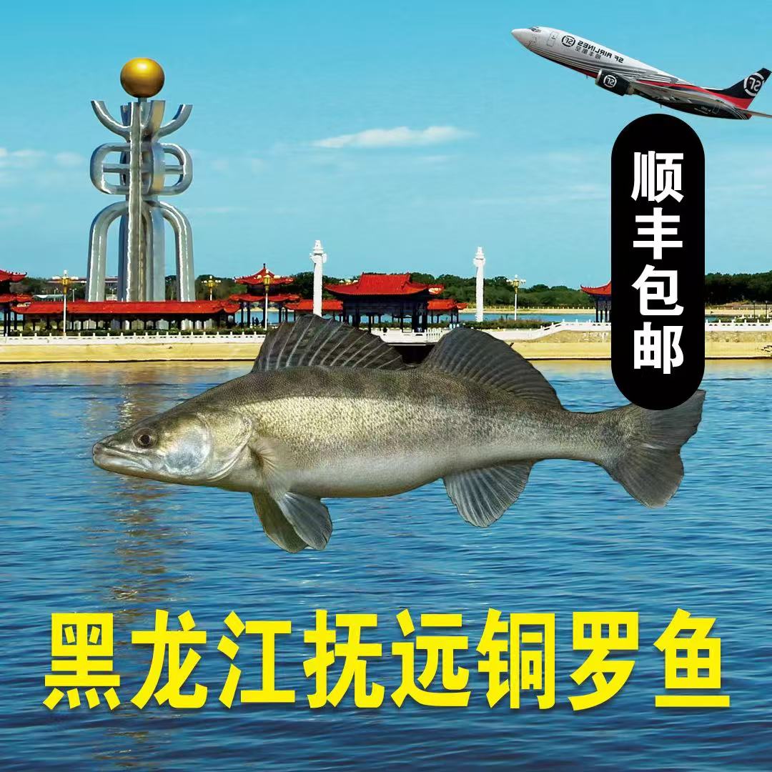 黑龙江抚远冷水铜罗鱼