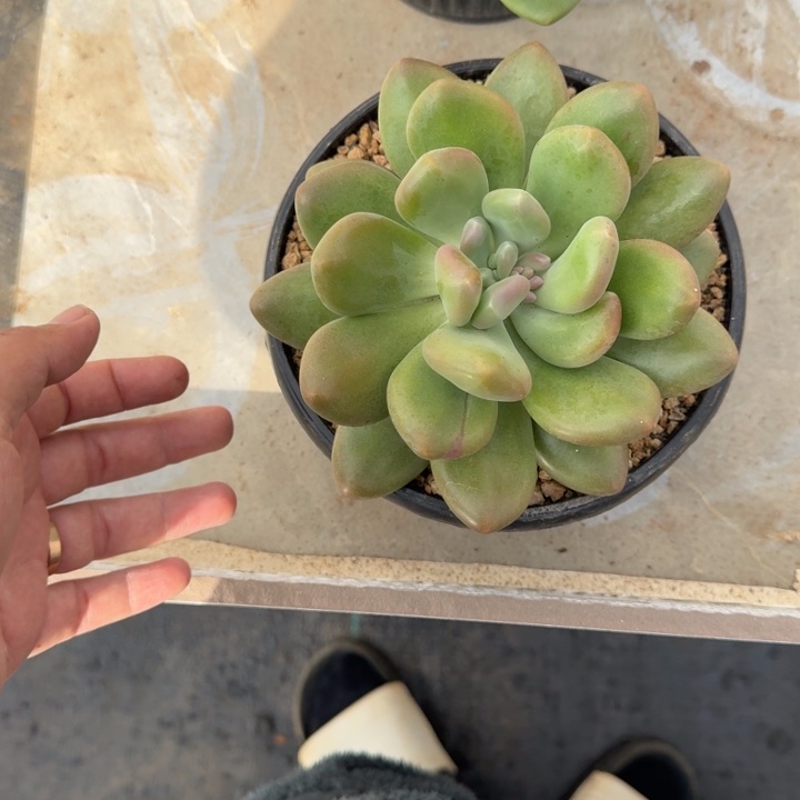 X系列美人新品 母本  一物一拍
