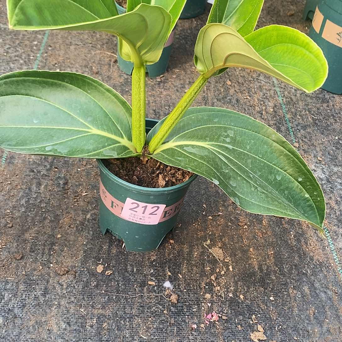 木本植物时**好木本花卉212
