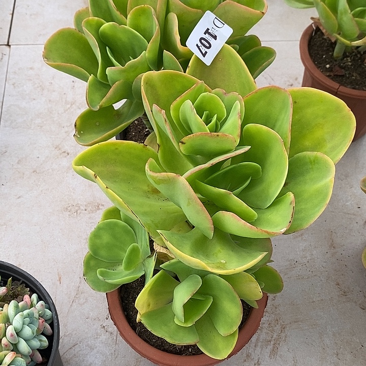 @***º107柠檬卷2颗多肉植物