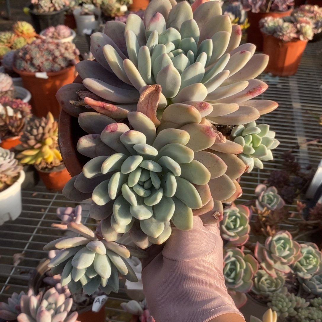 395奥普琳娜一物一拍