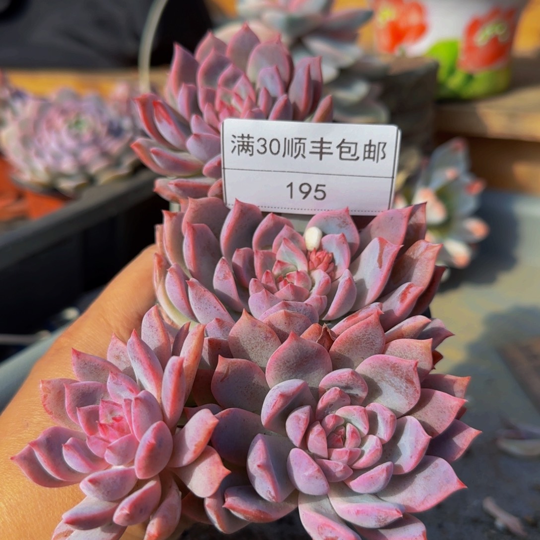 195霜花多肉群生四头