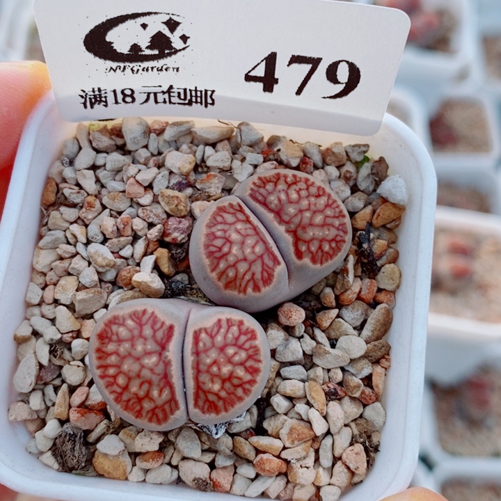 生石花花花花花479