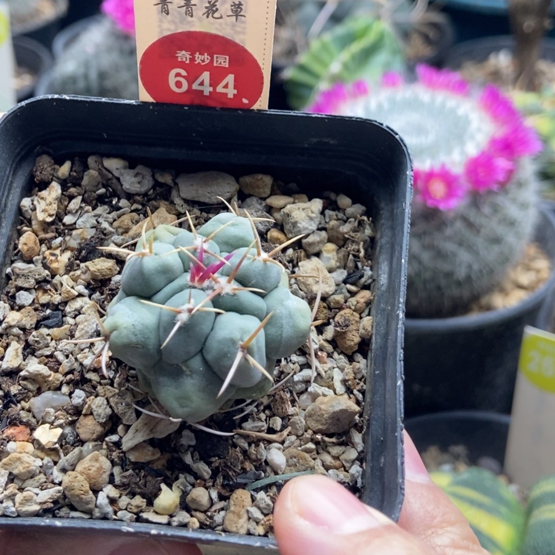 实生白肌天晃一颗仙人球