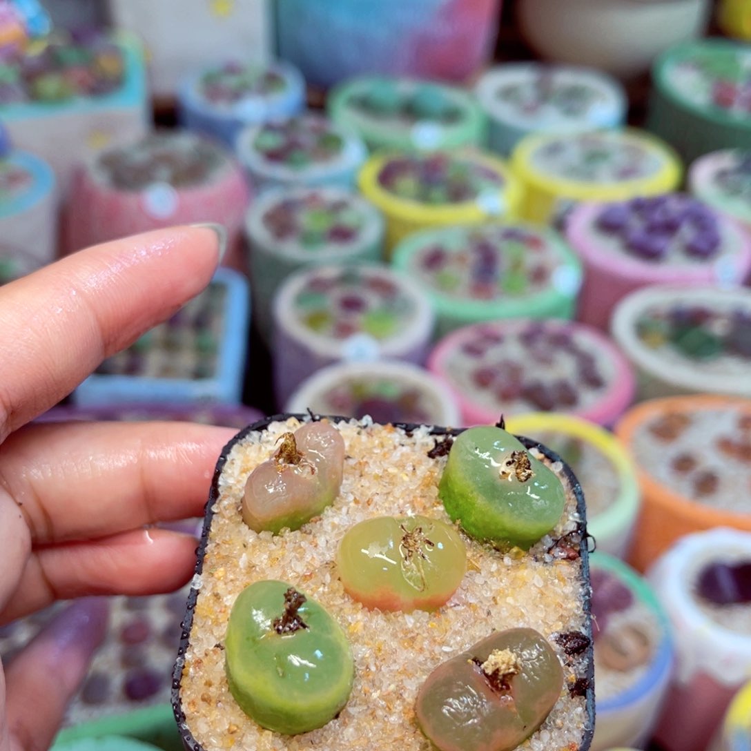 498. 666666666666666666666