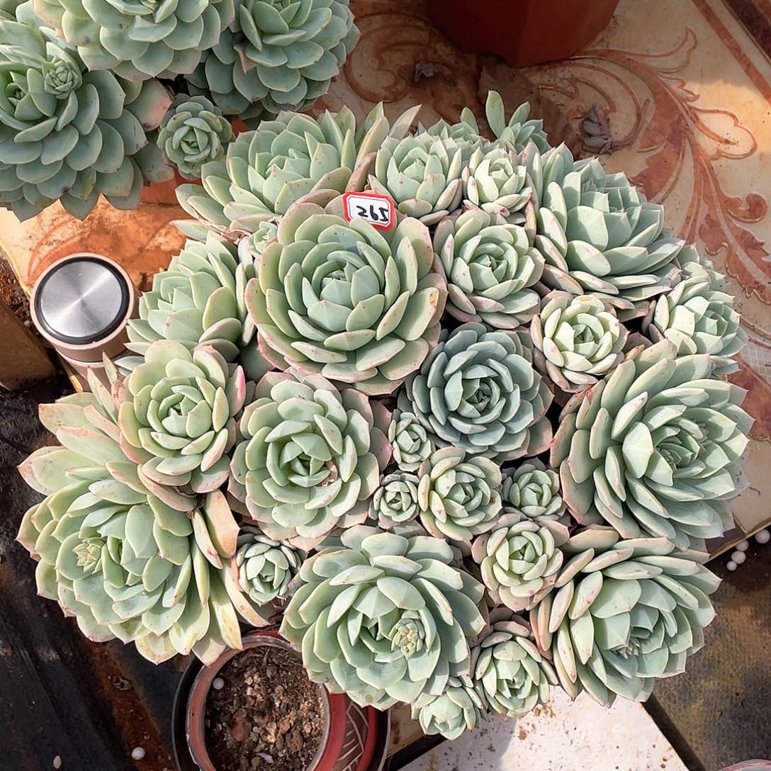 265恋曲 一物一拍多肉