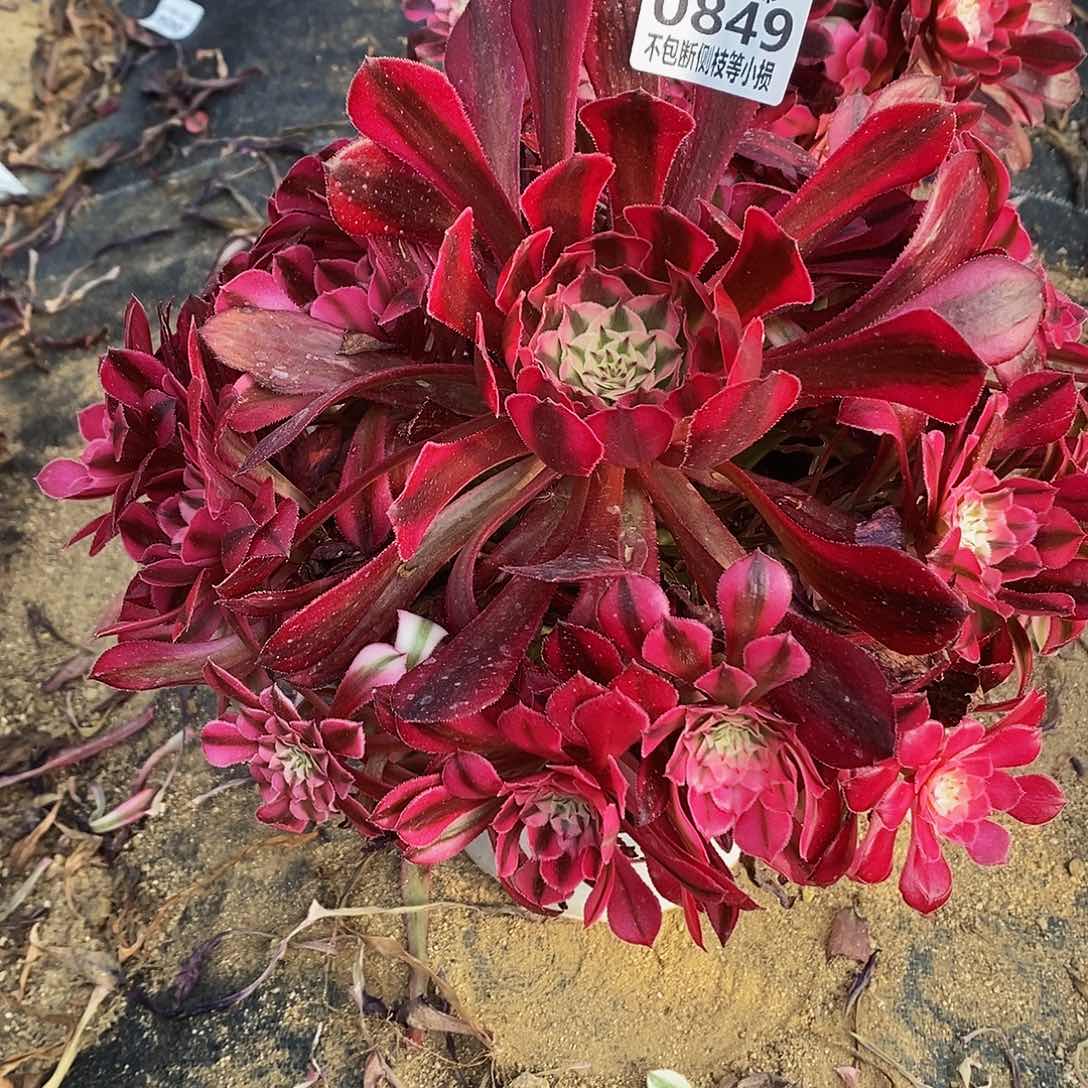 849红铜白多肉法师锦