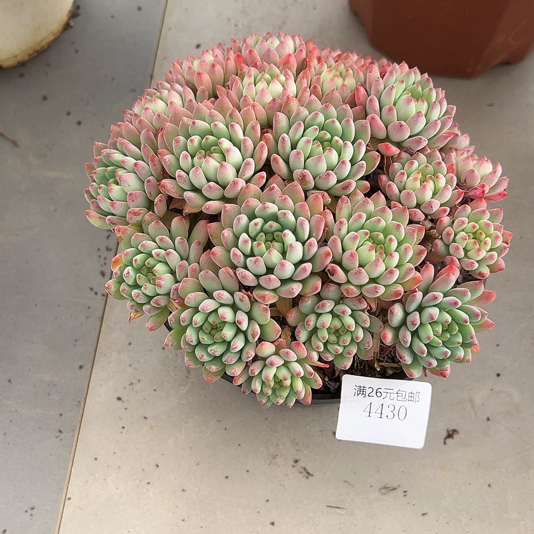 ****灯4430蓝苹果多肉植物多肉
