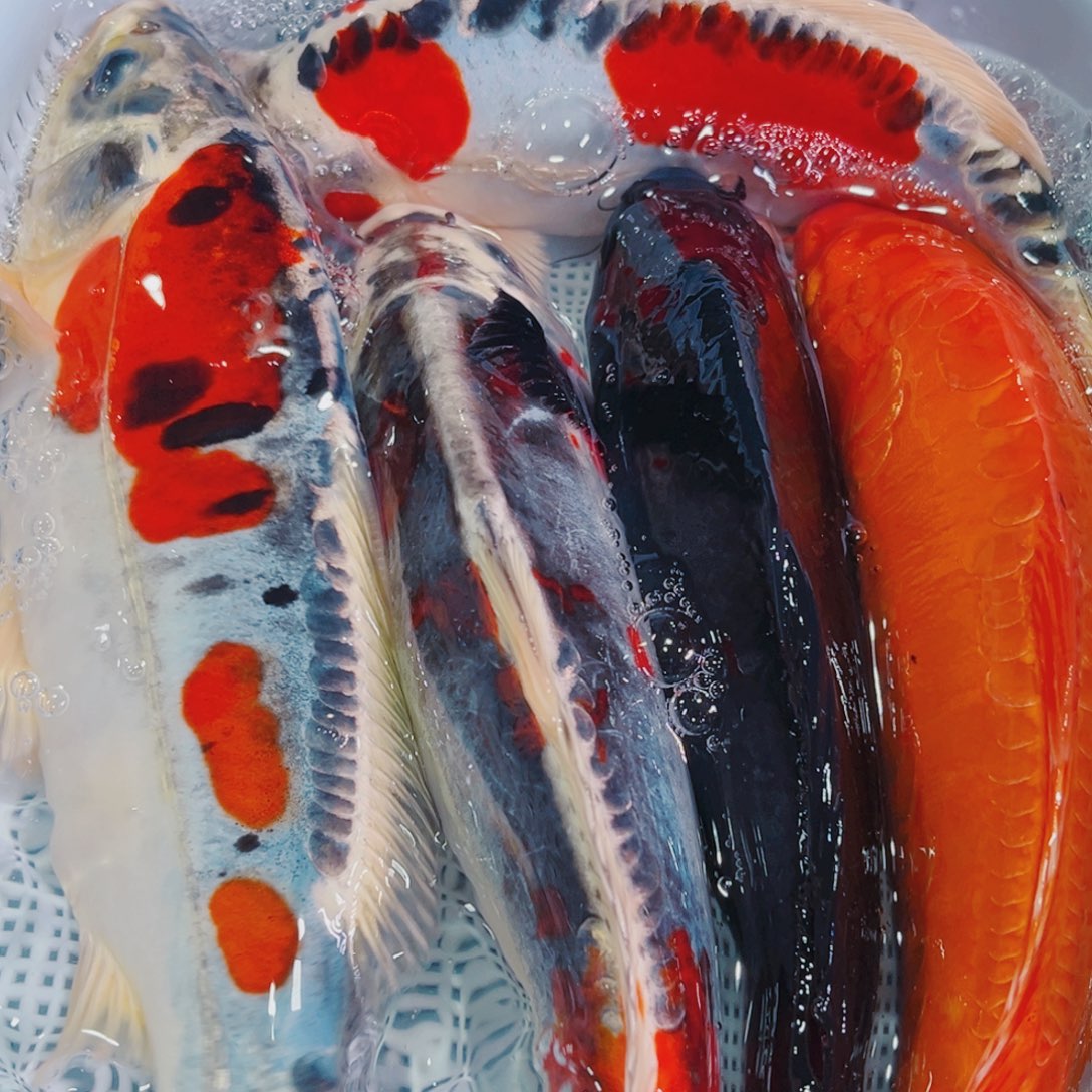 锦鲤锦鲤冷水鱼观赏120