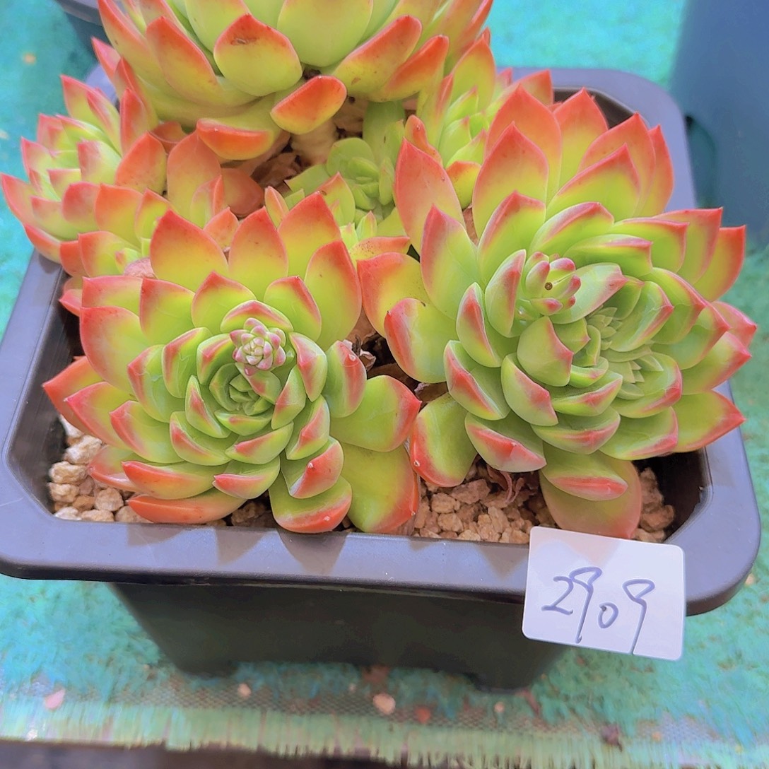 2909翠鸟多肉植物