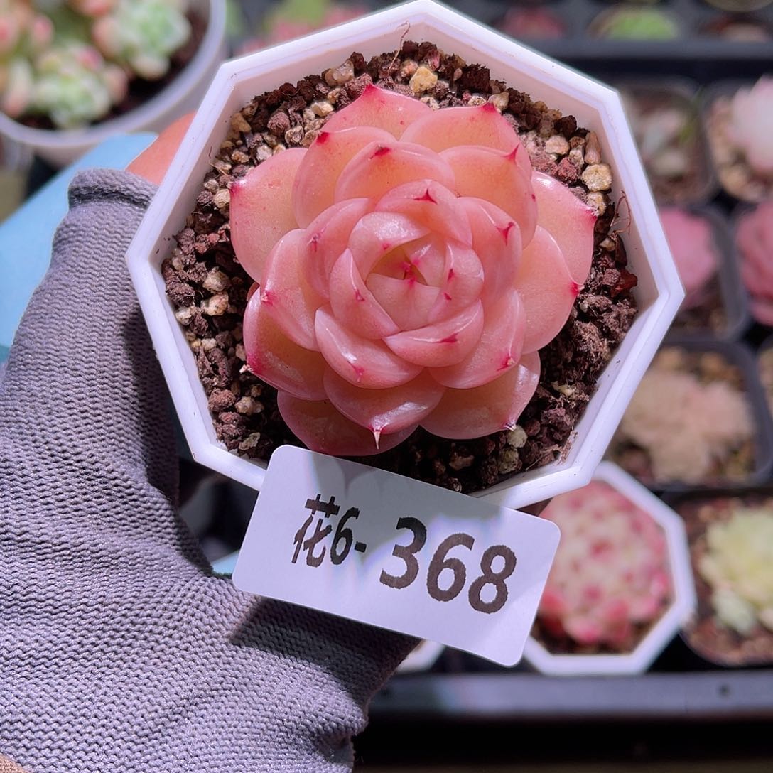 花06-368麦秆单头
