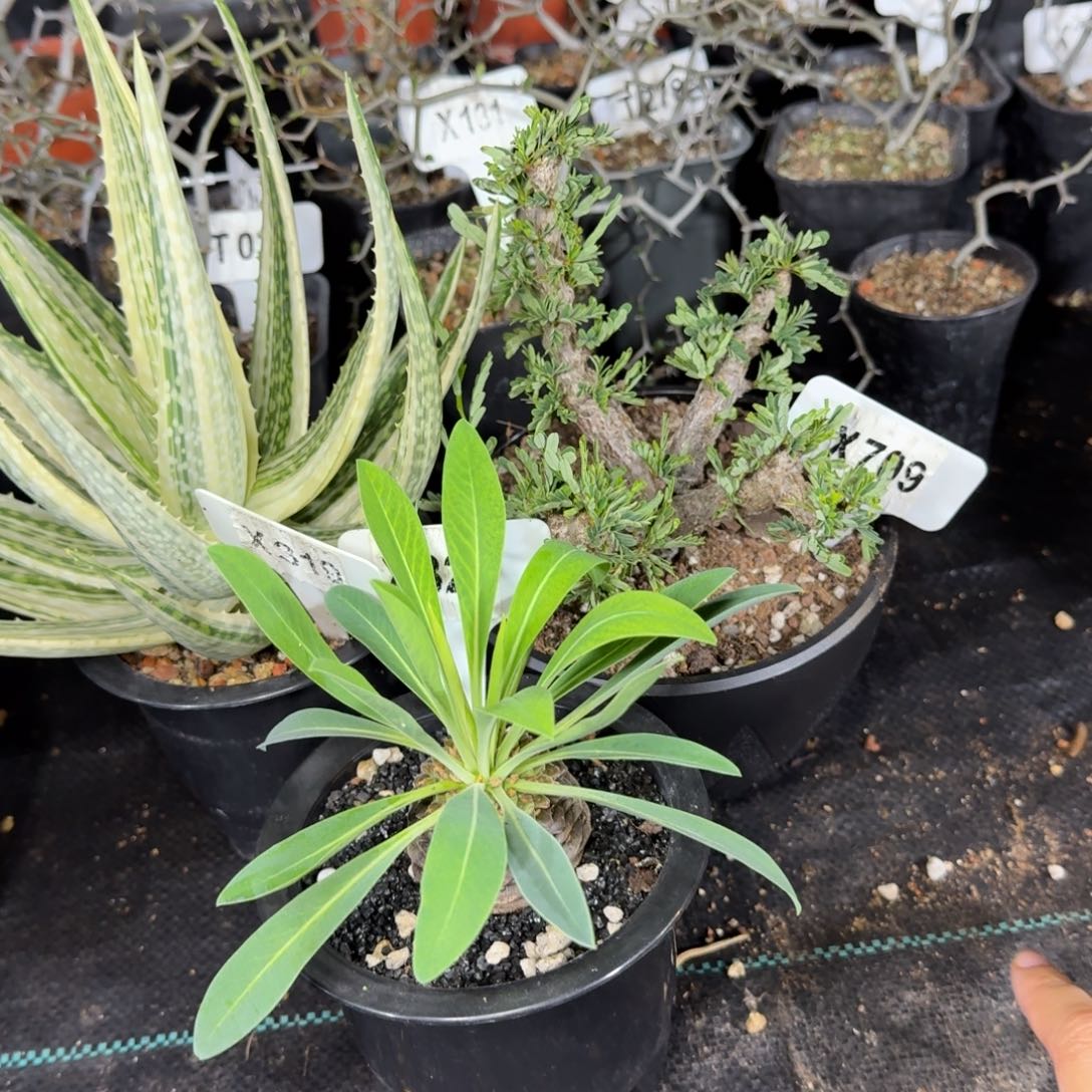 望***a福利3颗如图脱土发货