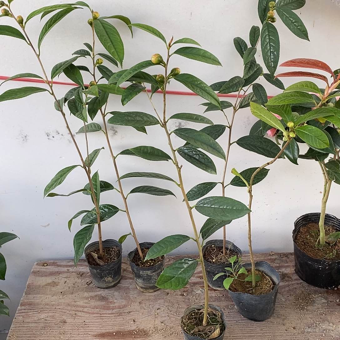 完全开放金花茶茶花