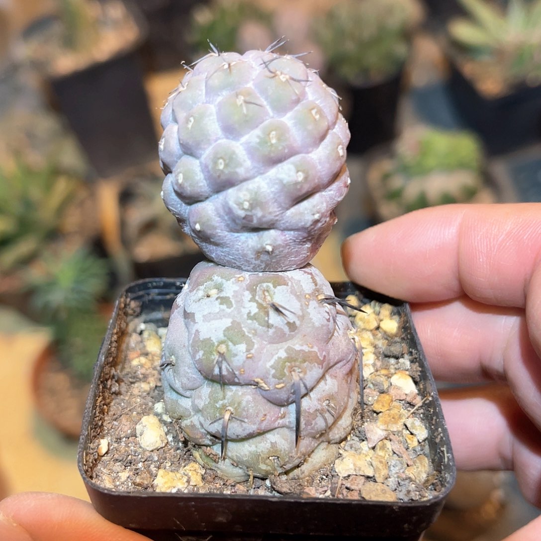 习志野雪人【满38包邮2天凑单，脱土晾根发货】