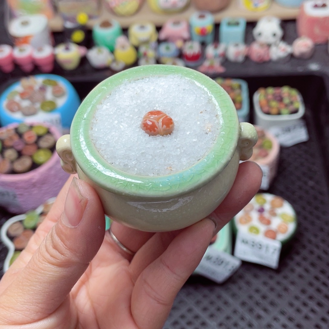 w3918 带盆土发货-零下地区拍保温箱