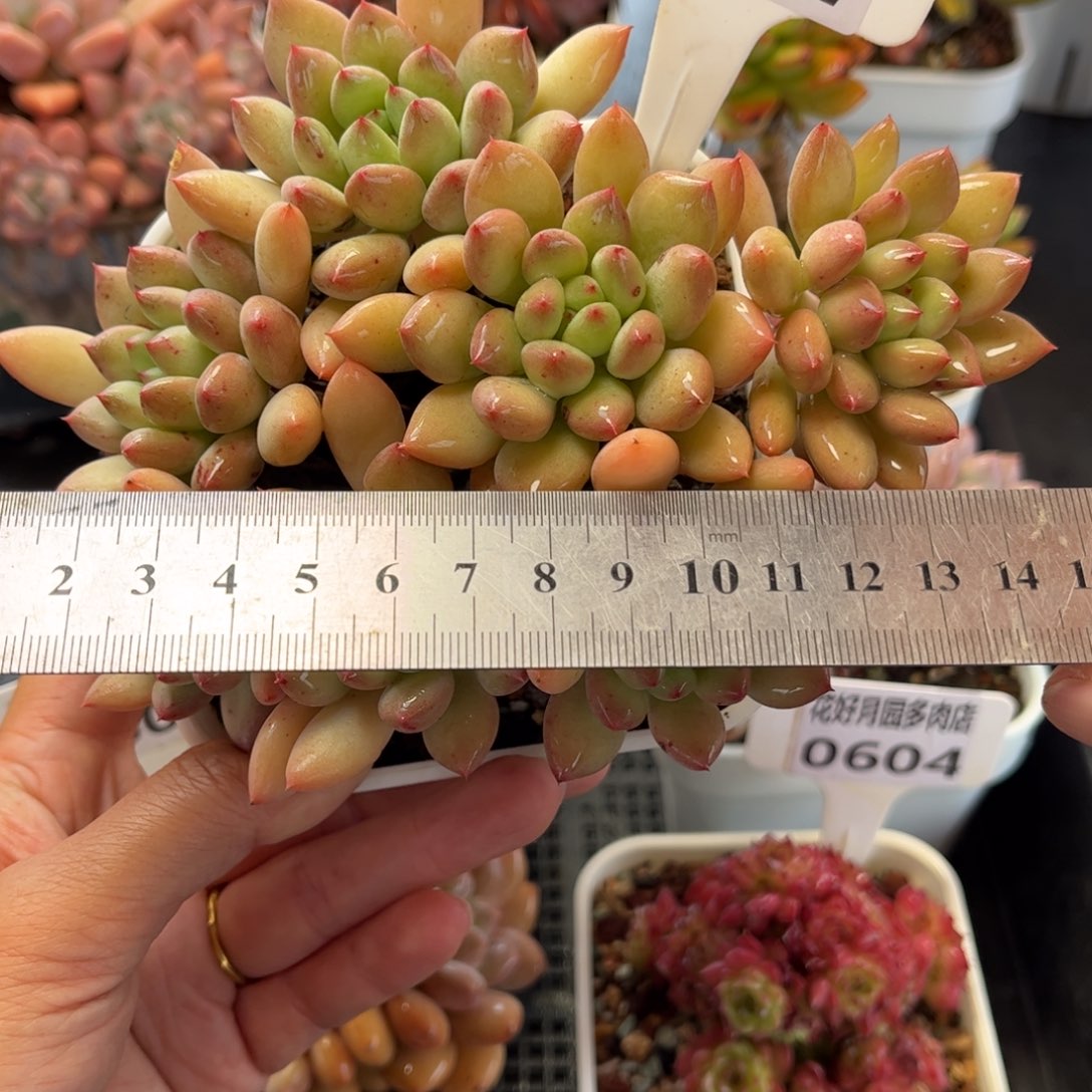 多肉植物0607 满30包邮