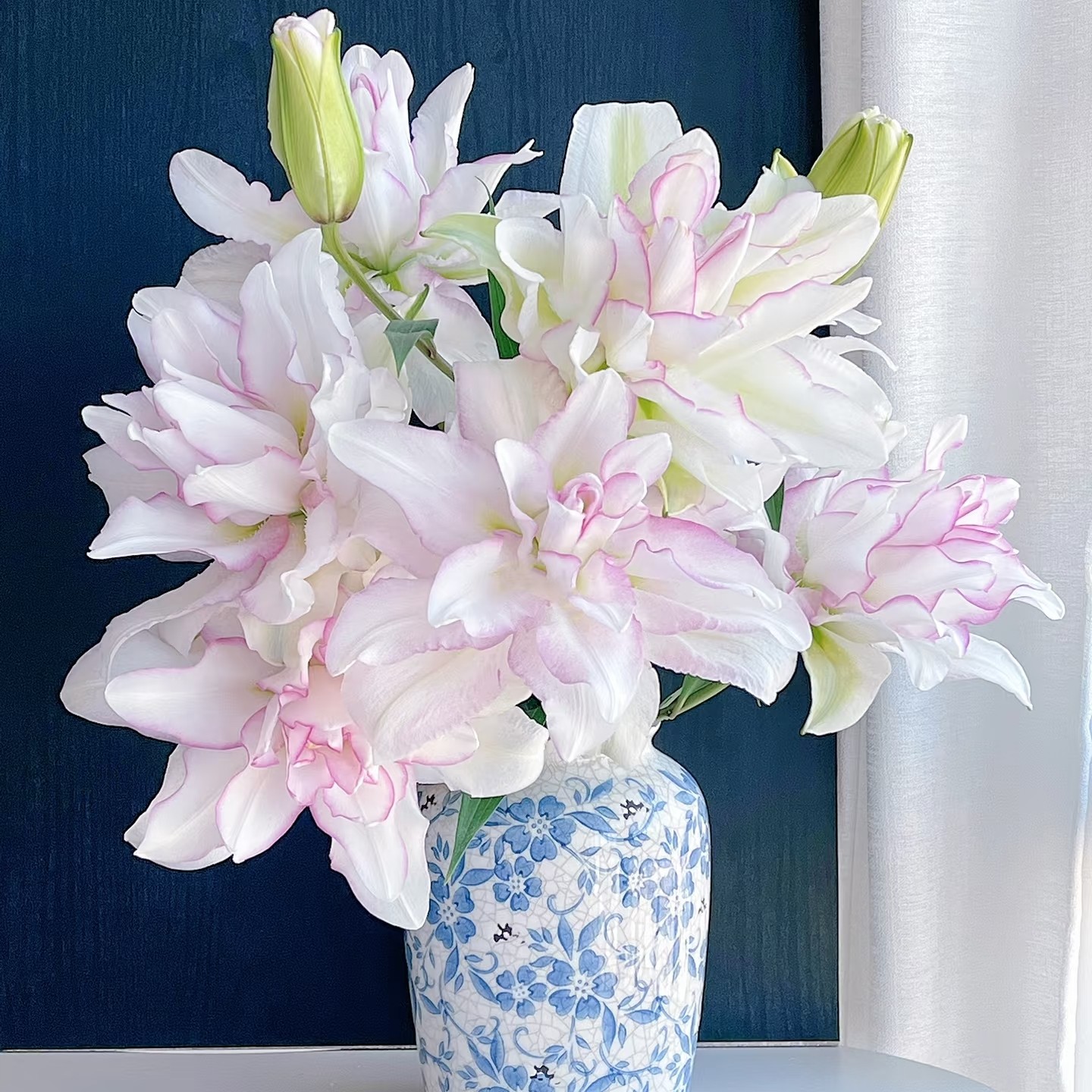 稀有重瓣香水百合种球 （保证开花颜色对版）