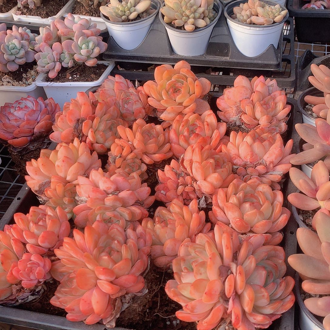 2盆全明星000000000000000