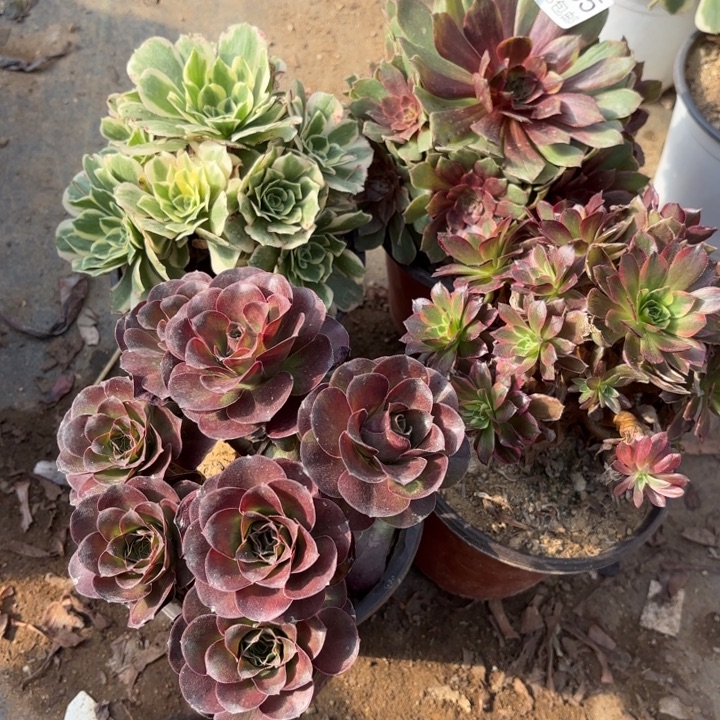 4颗多肉处理不包断头335