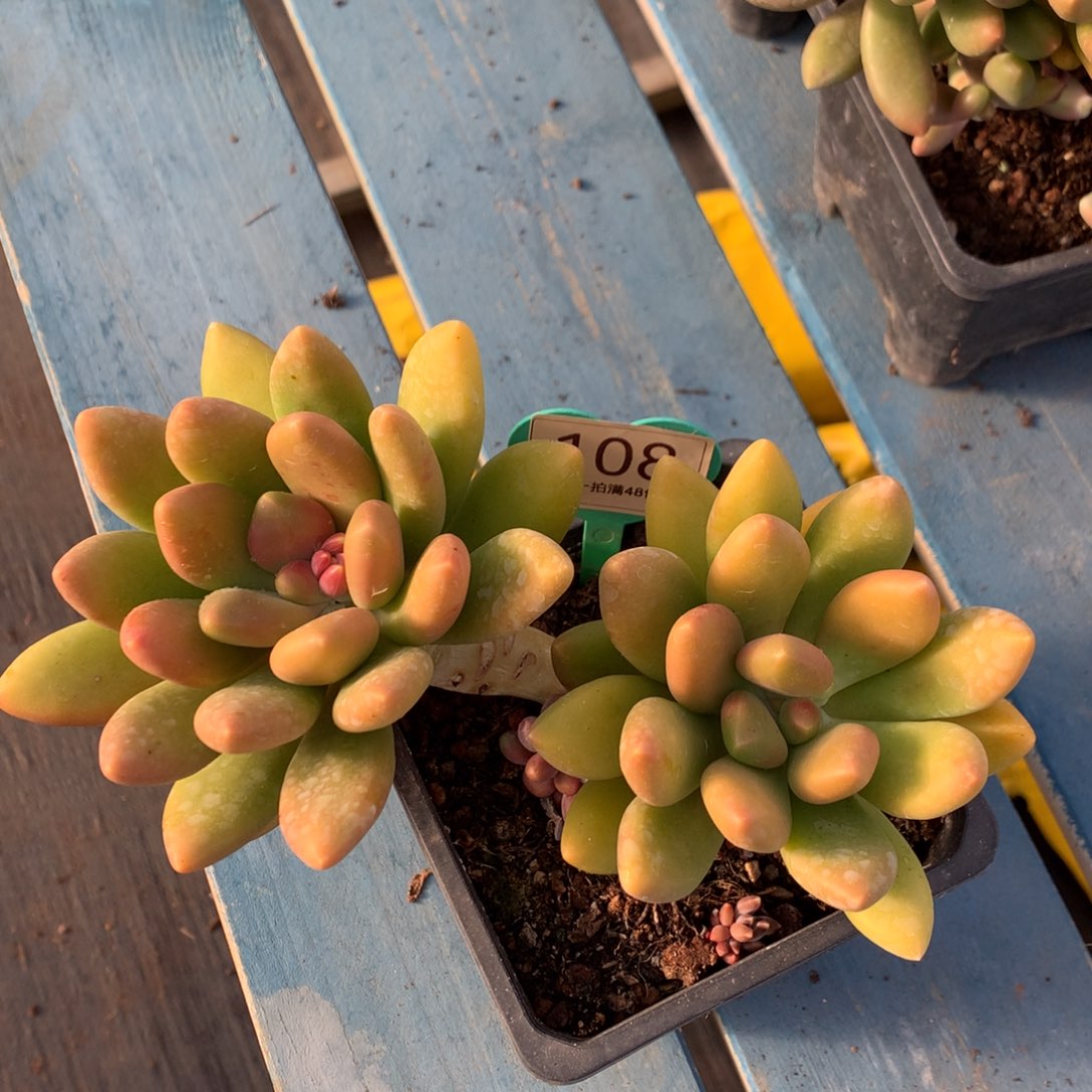 芒果奶无砍老桩108