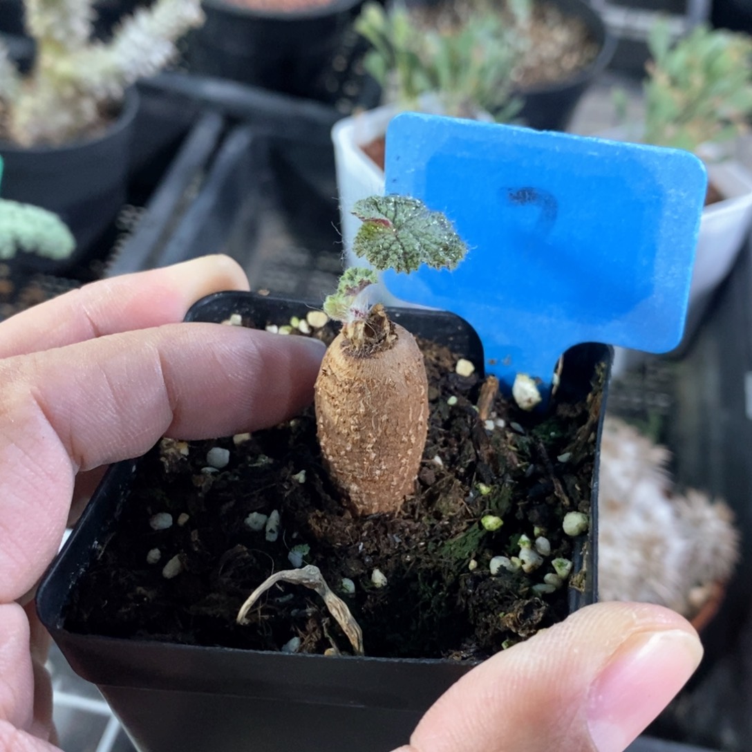 圆叶杨奎多肉植物