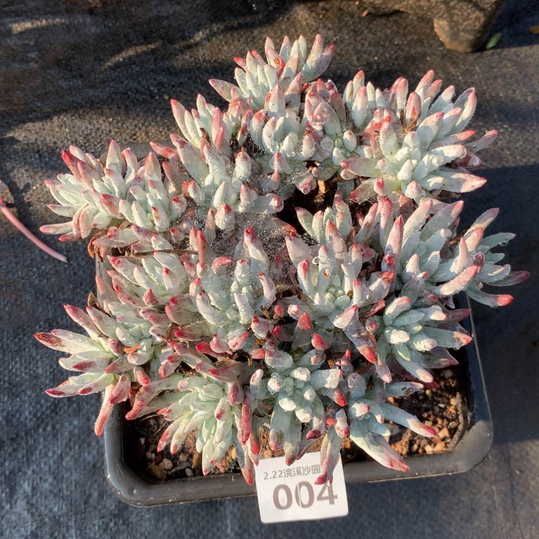 白菊杂004多肉植物