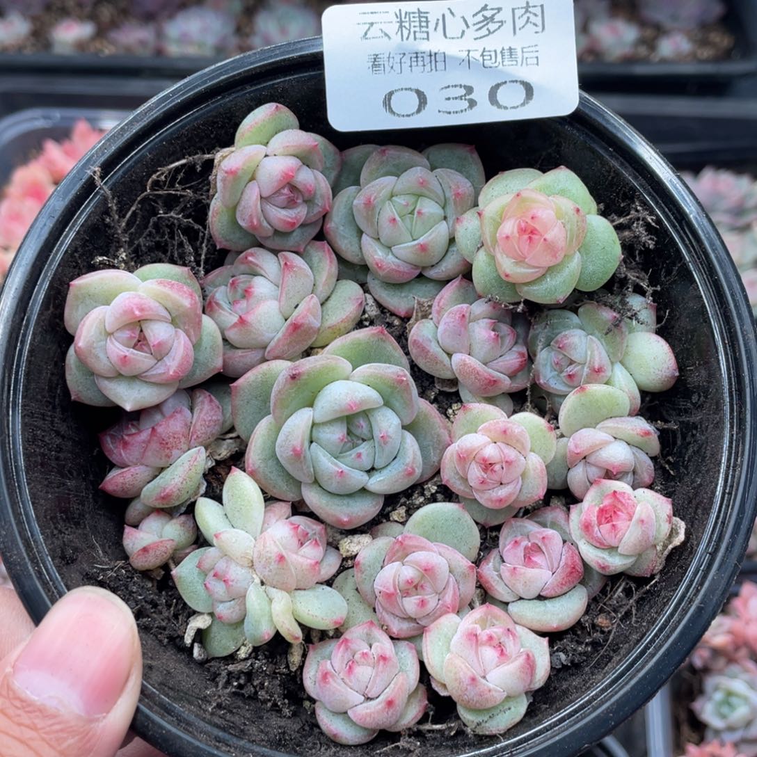 云糖心多肉植物30