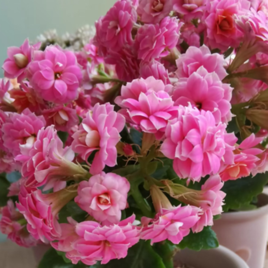 【亮妍】110盆长寿花