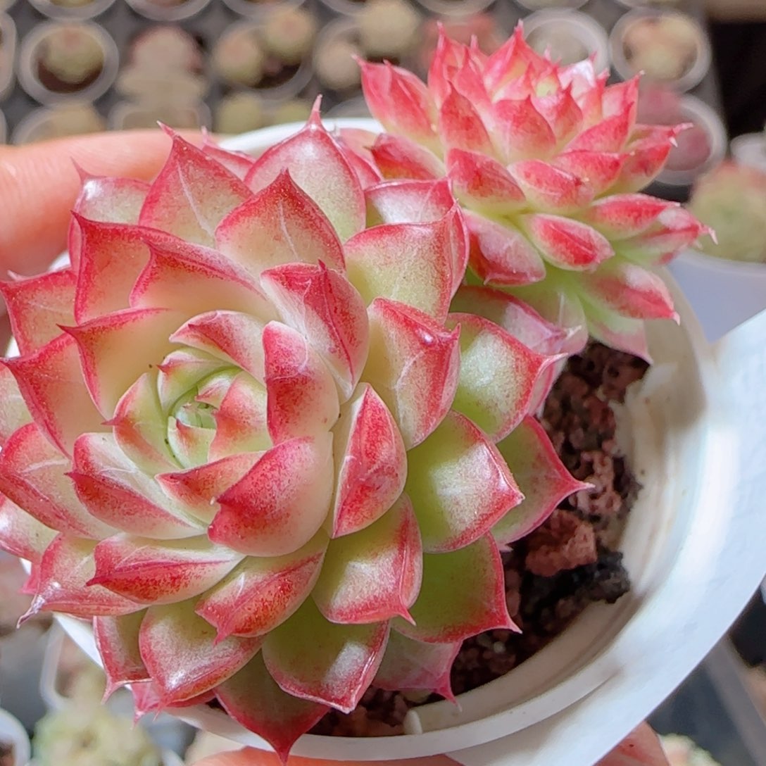 花语多肉1229-103散