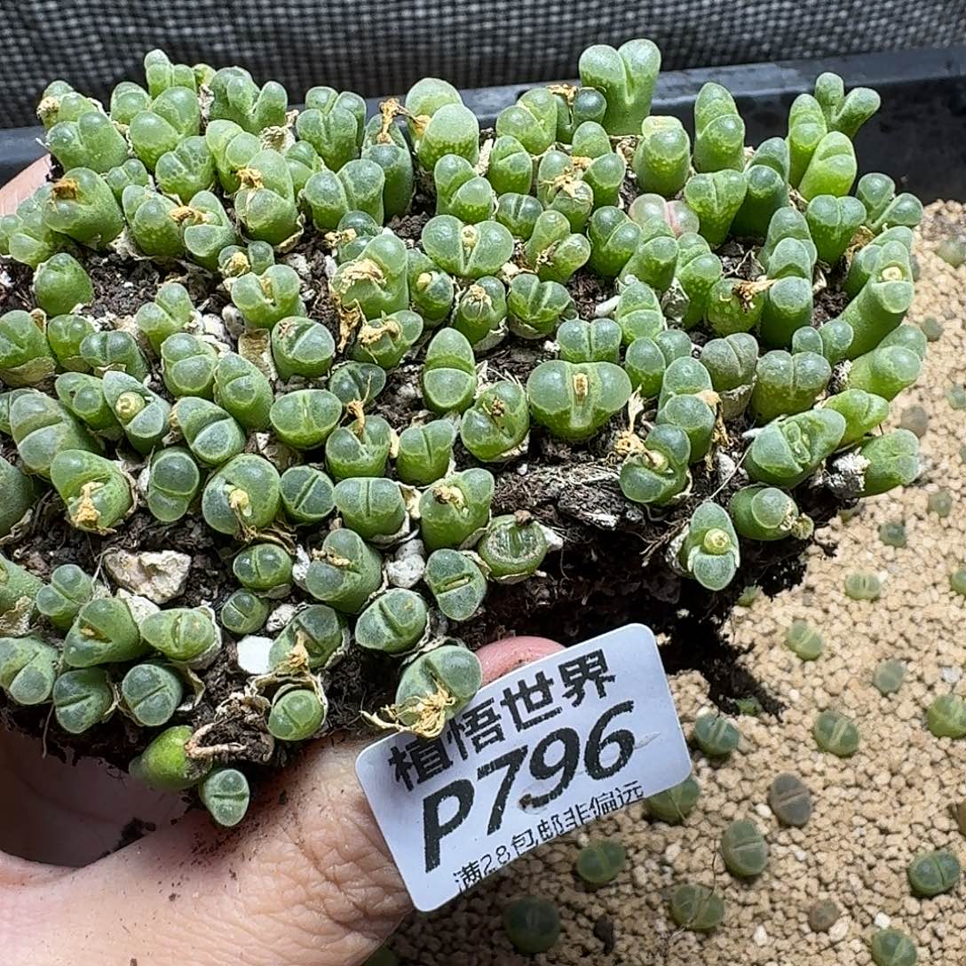 多肉植物的润泽wfgv