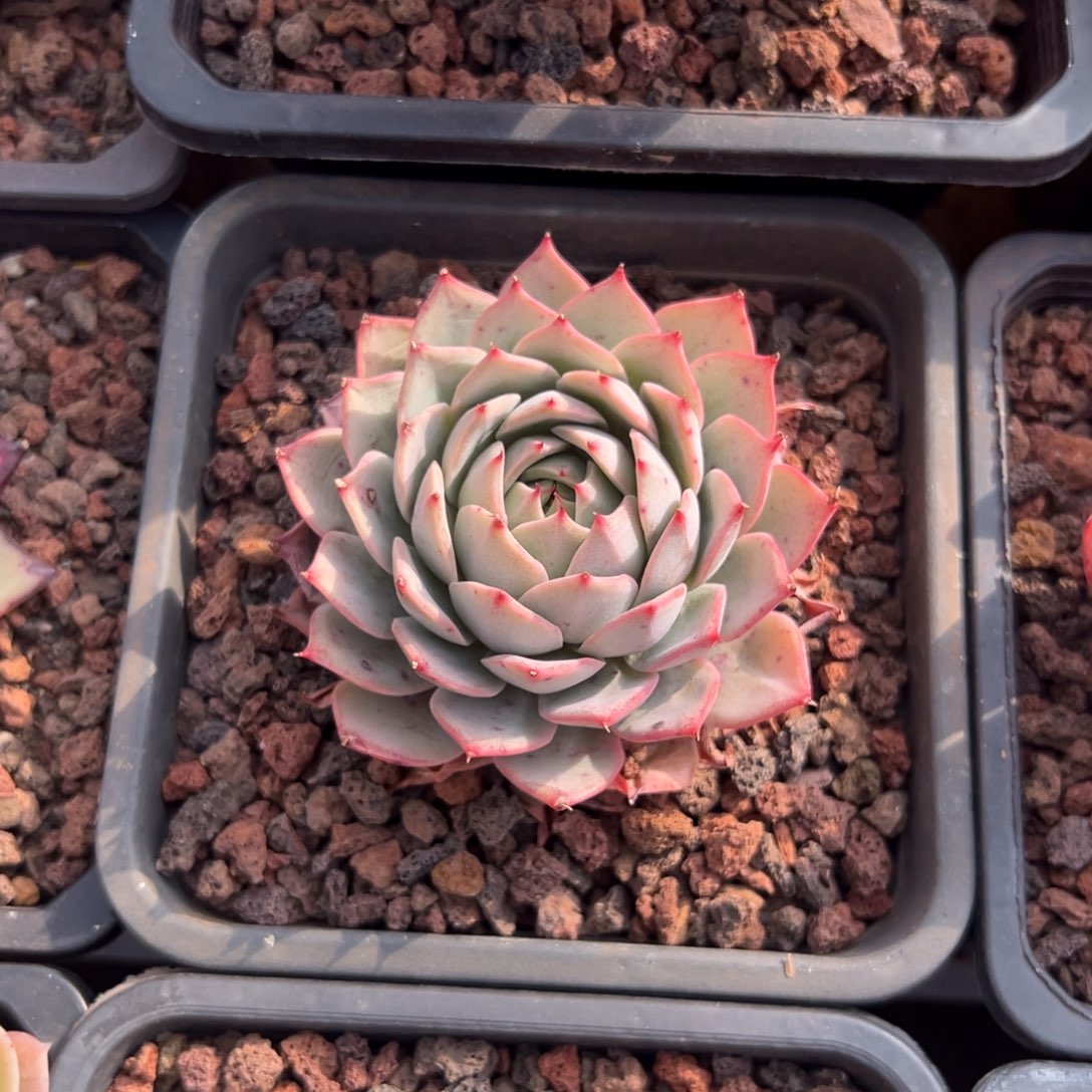 多肉林杰安娜【非偏远地区满18包邮】