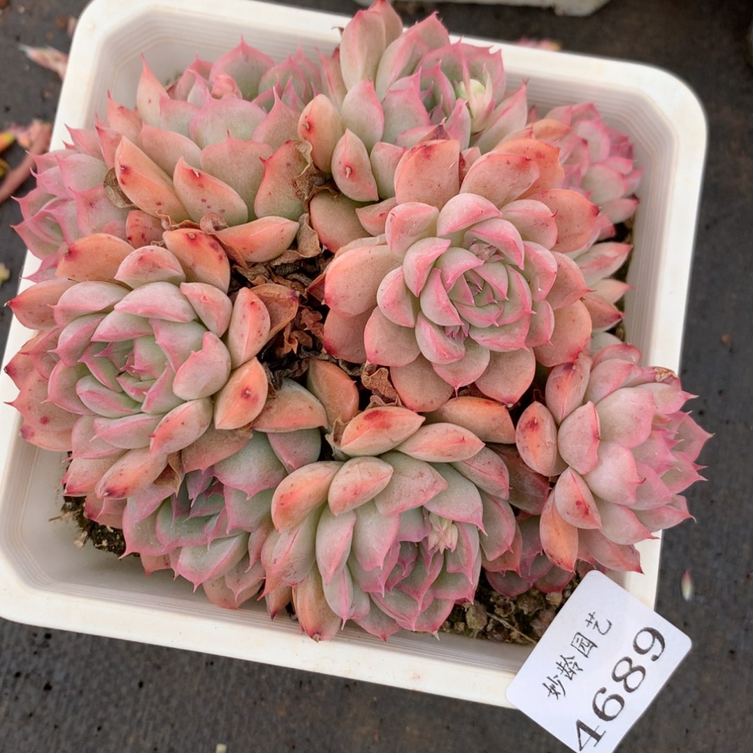 4689杂交精品基地13厘米