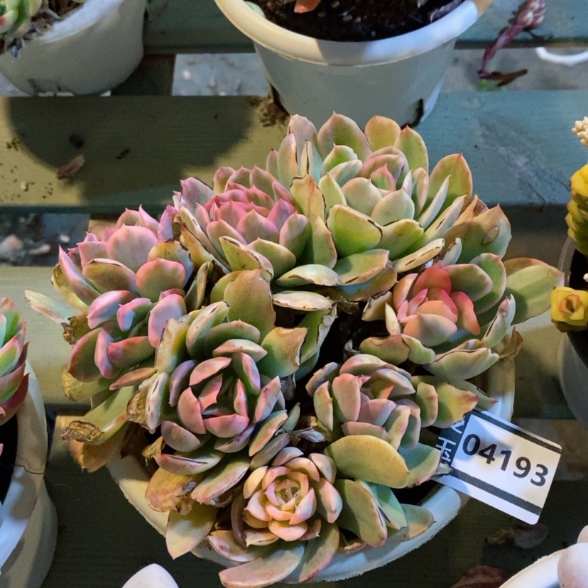 【闪购商品】绮罗锦04193