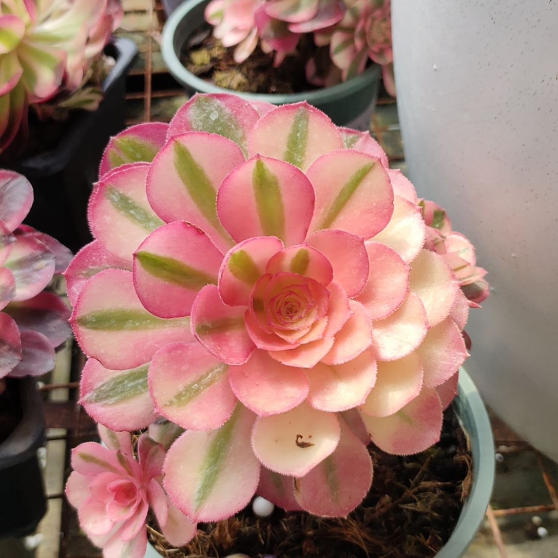 多肉法师锦荔枝法师锦