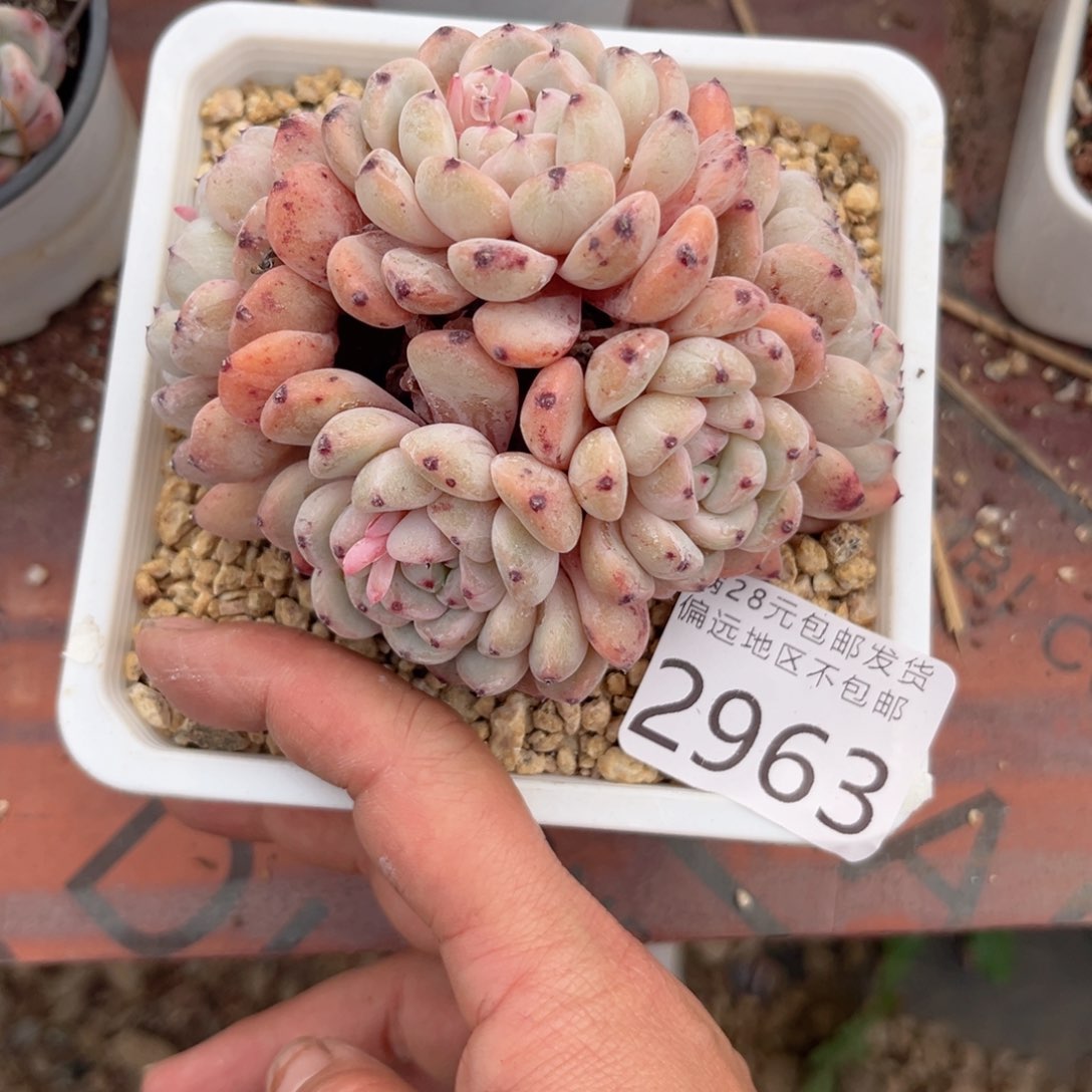 大2963；f c x f c g h j b b b