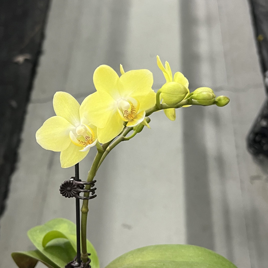 玲泷优选（薄荷糖2-3）蝴蝶兰花期长好养护