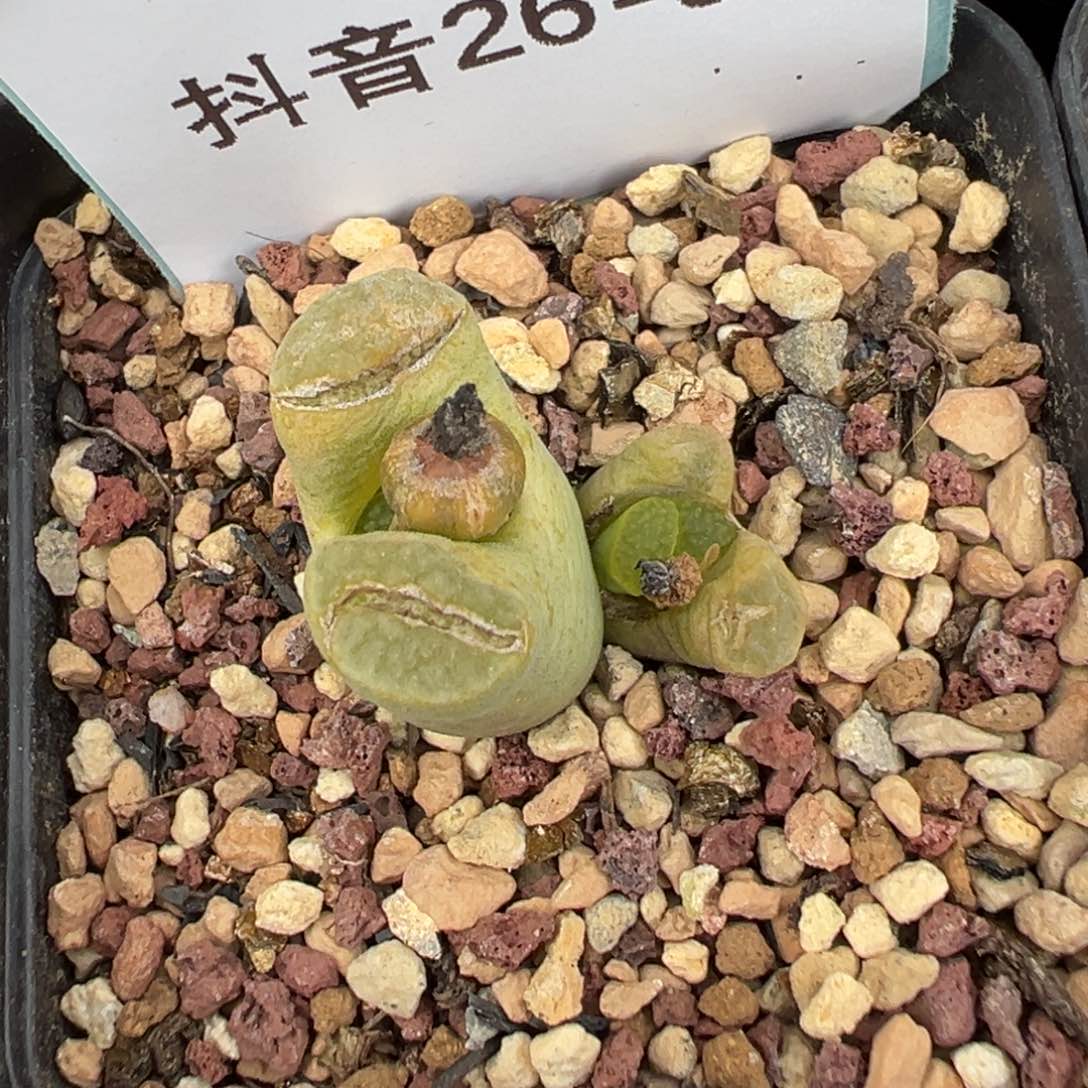 26-95班克雪花磁铁风铃多肉