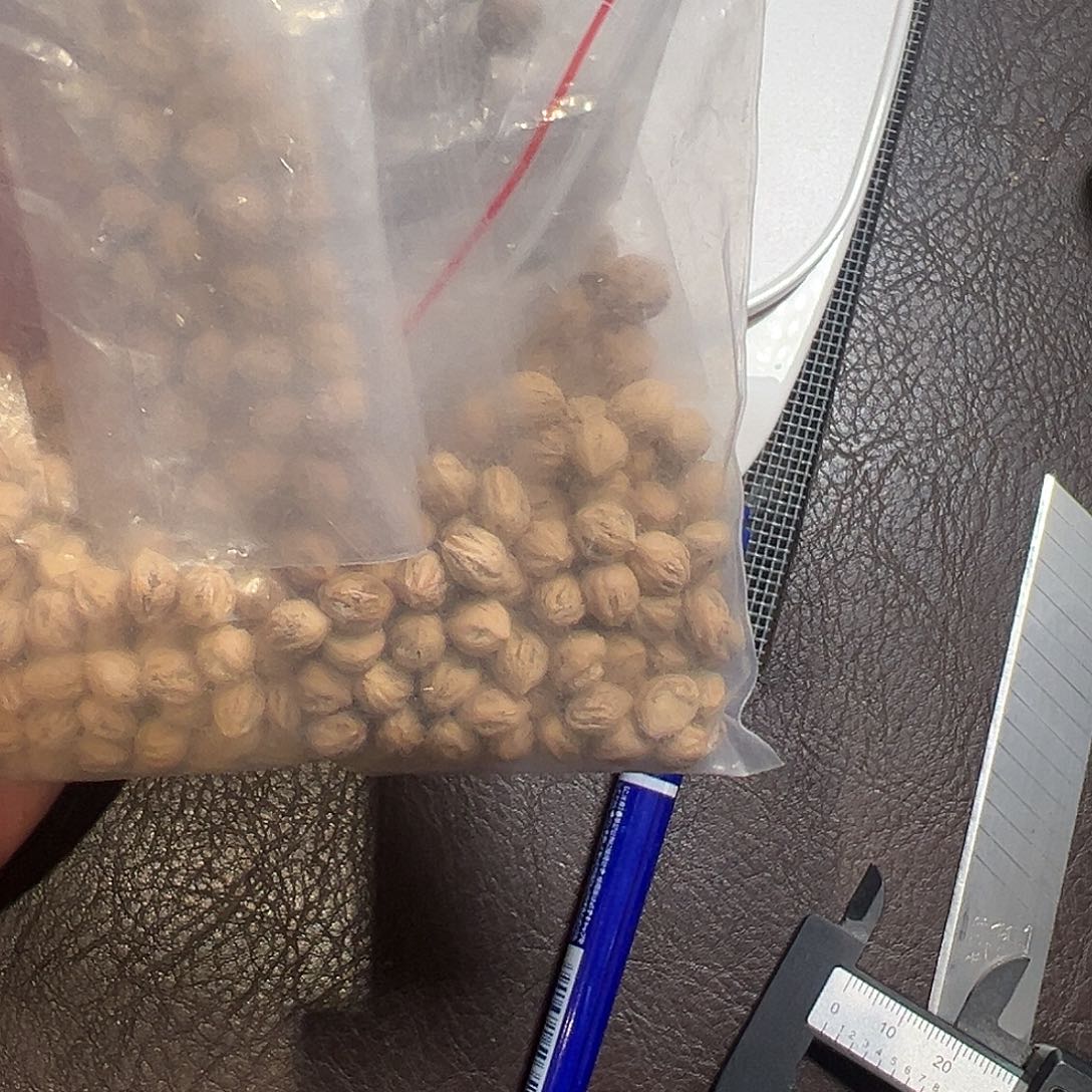 ****鸣柏香籽/百香籽吊坠